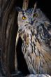 eagle-owl