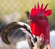 cock