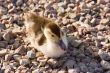 duckling