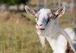 goat