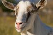 goat