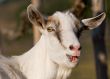 portrait of a goat