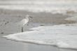 the ecuadorian white heron