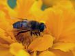 Insect on yellow flower