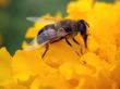 Insect on yellow flower