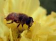 Insect on yellow flower