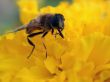 Insect on yellow flower