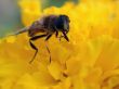 Insect on yellow flower