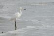 the ecuadorian white heron
