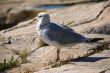 Herring gull on granite rock