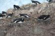 Gentoo penguins, nesting