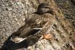 Female mallard duck