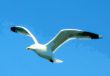 abstracted seagull against blue sky