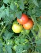 tomato plant