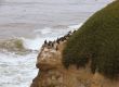 Birds On a Cliff