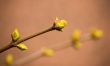 Spring on a beige background