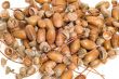 many acorns