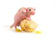 Naked rat