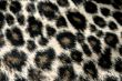 panther pattern