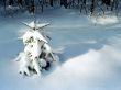 Little fir in the snowy forest.