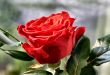 rose details
