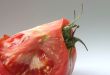tomato details