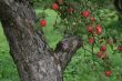 Red apples on tree with grass background