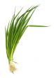fresh chives