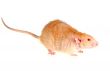 Rat on a white background