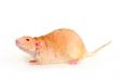 Rat on a white background