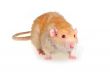 Rat on a white background