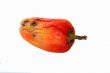 rotten pepper