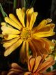 dusty old flower ornament