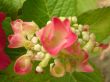 soft focus pink flower