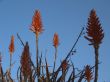 Aloe Forest