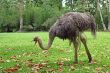 the ostrich