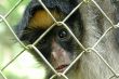 amazonian rainforest monkey