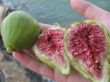 Figs in the hand