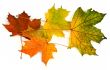group of maple leaves #2