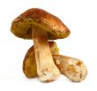 two boletus mushrooms