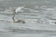 the fly of ecuadorian white heron