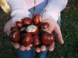 Young girl with and chestnuts