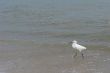 the ecuadorian white heron