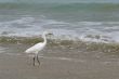 the ecuadorian white heron