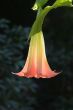 paradise flower