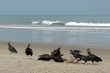 carrion-crows eating the dead turtle