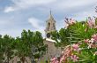 Pink Flowers and Tower
