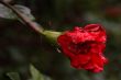 red flower after the rain