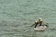 three pelicans on pacific ocean