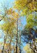 The tree and sky in autumn.